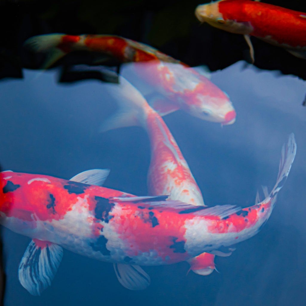 Schitterende koi karpers, Animaux & Accessoires, Poissons | Poissons d'étang