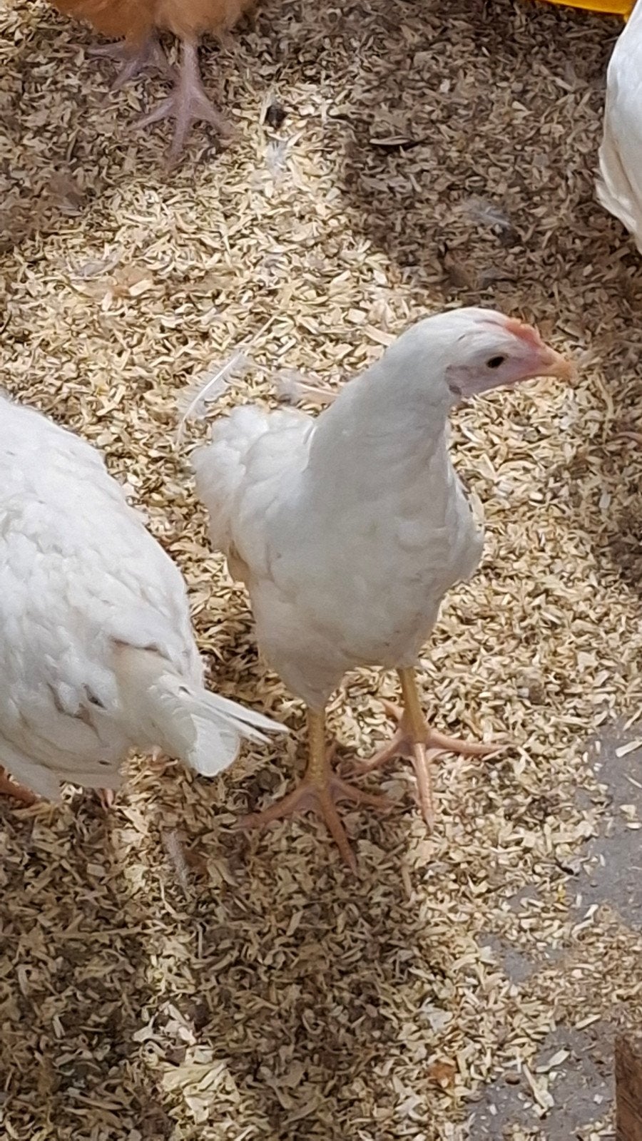 witte leghorn kippen, Dieren en Toebehoren, Vrouwelijk, Kip