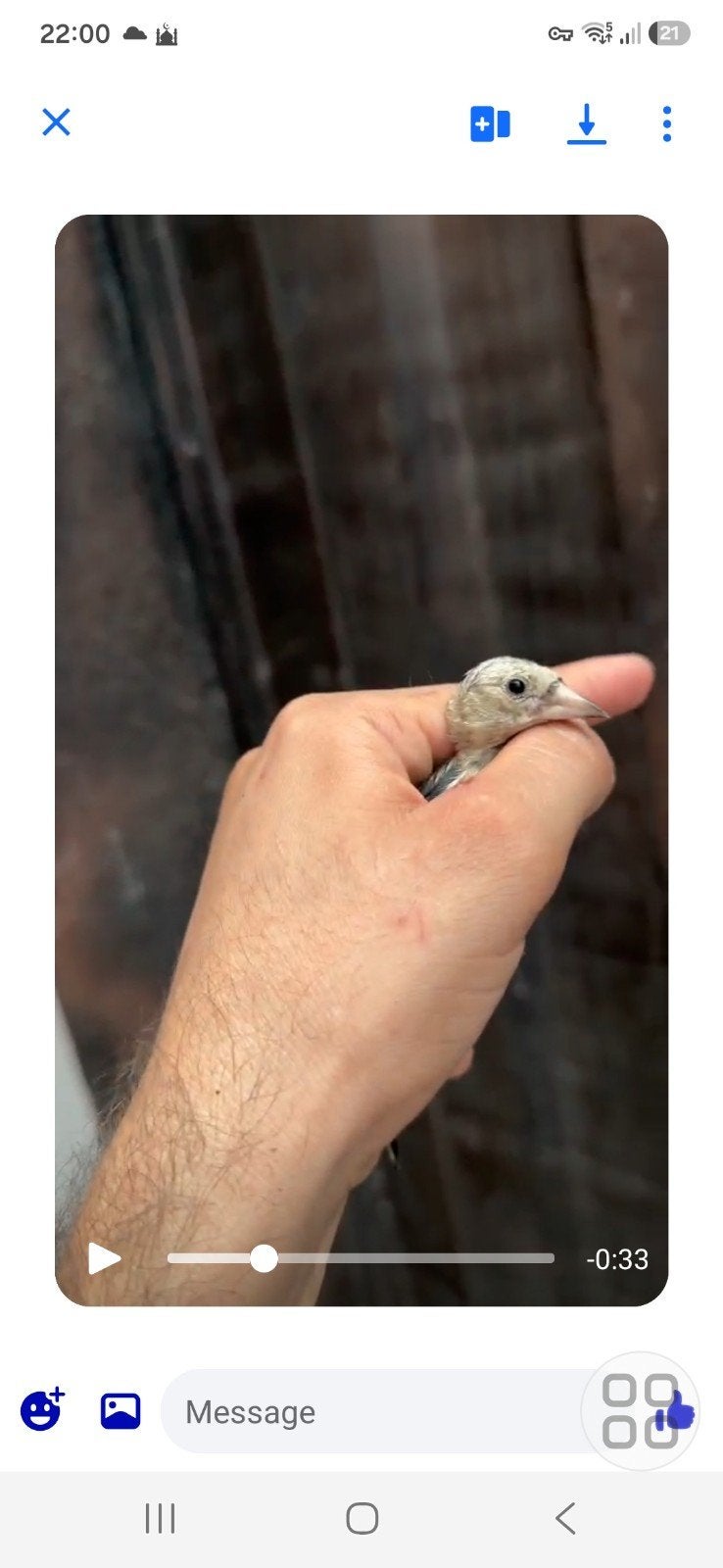 jeune chardonneret parva Maroc, Animaux & Accessoires, Oiseaux | Oiseaux Autre