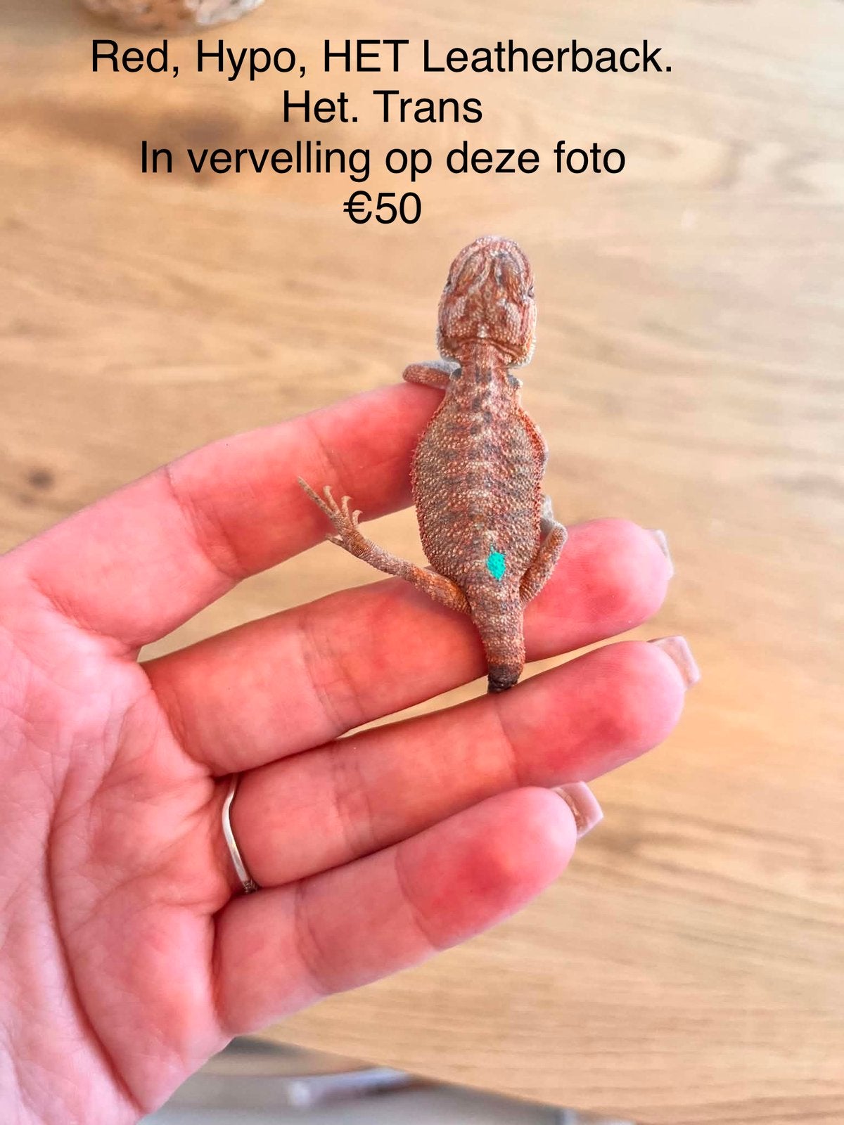 De magnifiques bébés dragons barbus - prix de chance !, Animaux & Accessoires, Lézard, Domestique, 0 à 2 ans