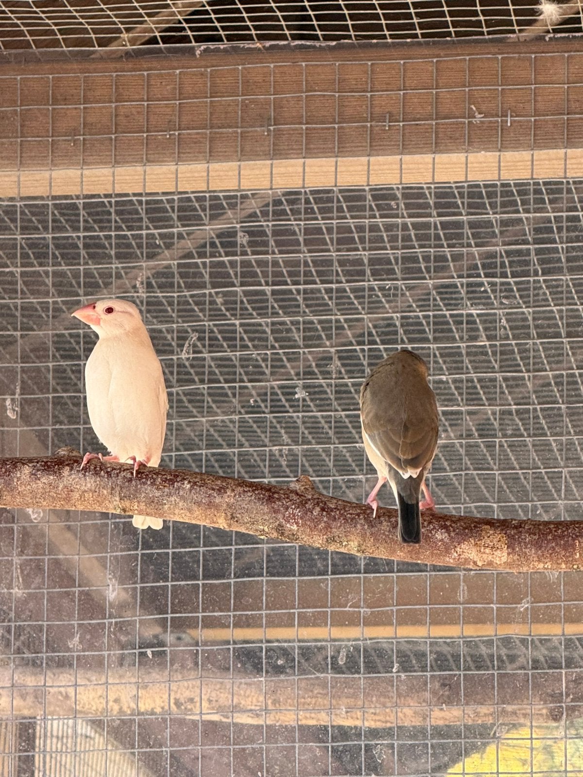 Witte rijstvogel/padda, Sexe inconnu, Oiseau tropical