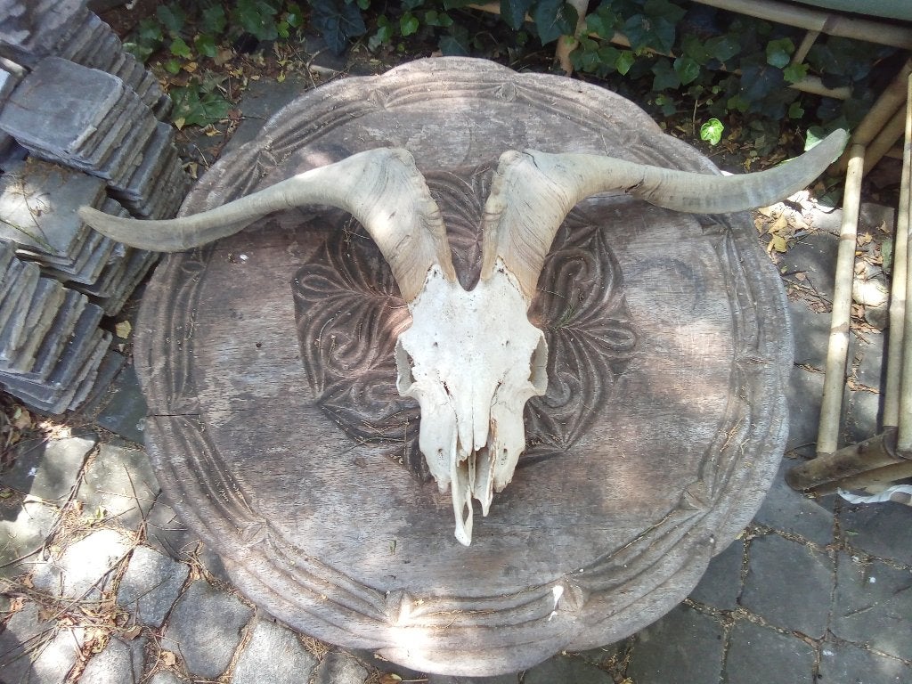 Schedel van een bok, Verzamelen, Dierenverzamelingen, Ophalen, Gebruikt, Overige soorten, Schedel