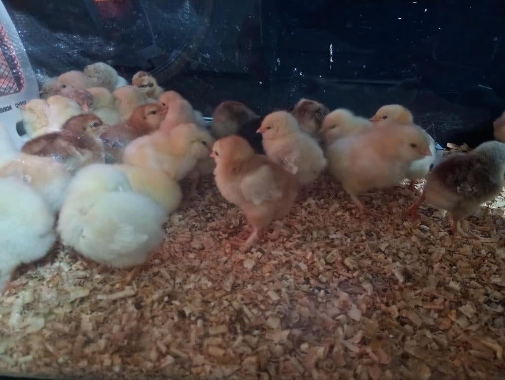 Kuikens verschillende rassen te koop 10+2 gratis