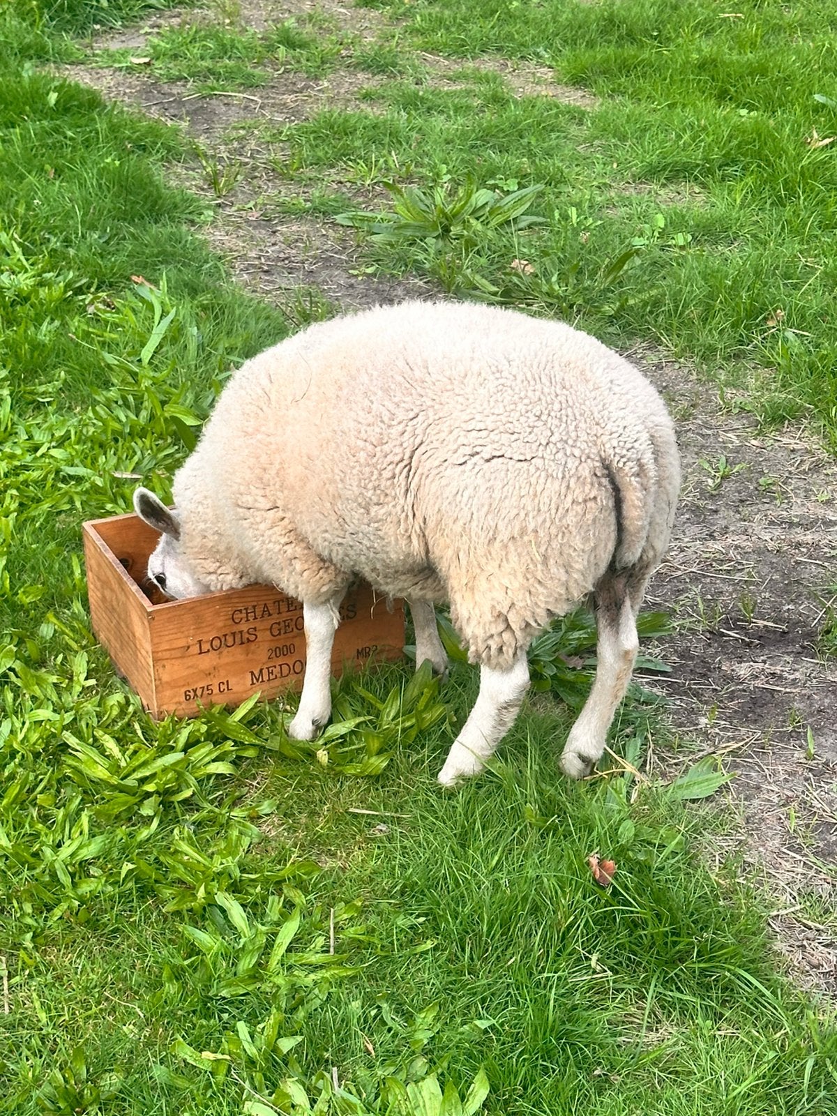 Texel Ooi, Femelle, Mouton, 0 à 2 ans