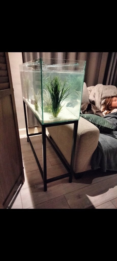2 axolotls en aquarium, Animaux & Accessoires, Reptiles & Amphibiens, Amphibien, Domestique, 0 à 2 ans