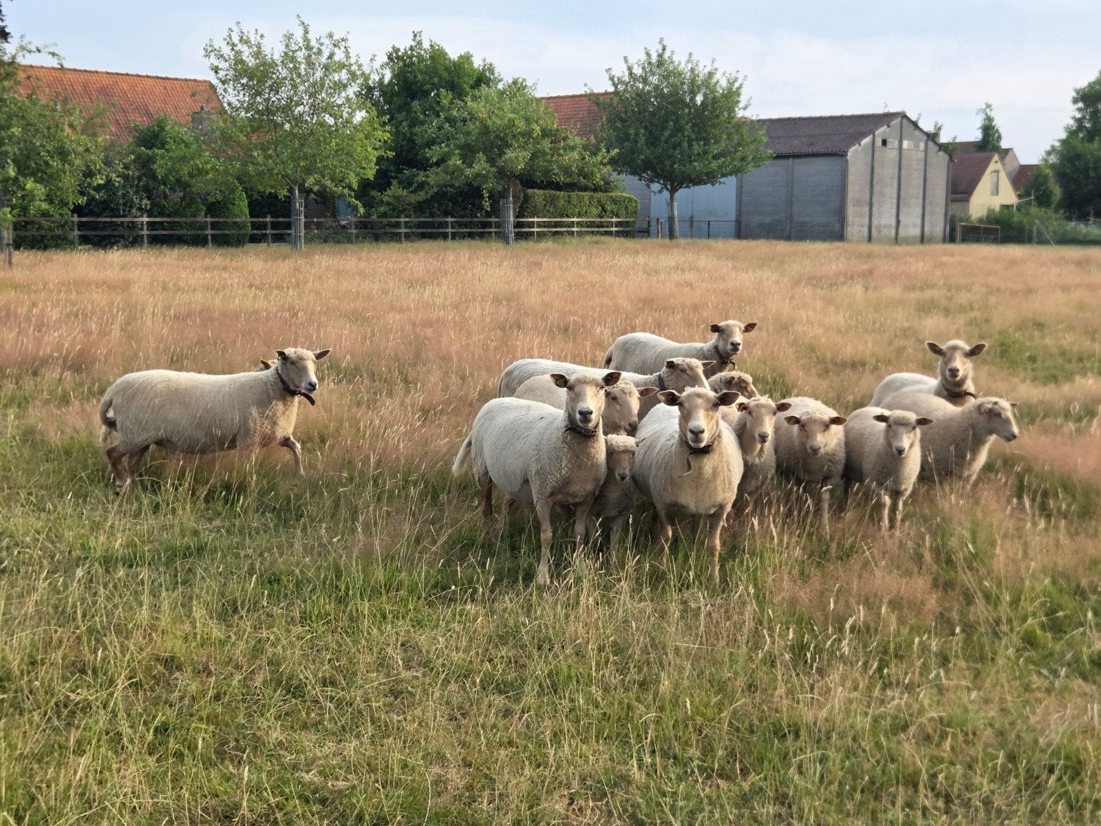 Lakense schapen