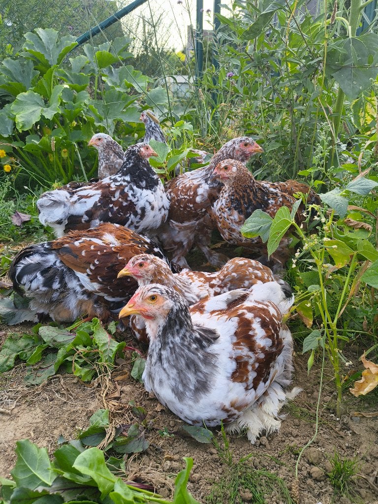 Brahma rood & blauwporselein, Dieren en Toebehoren, Meerdere dieren, Kip
