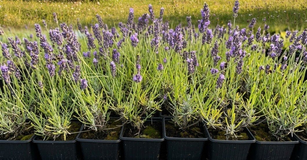 ‼️lavendel aan promoprijzen ‼️, Ophalen