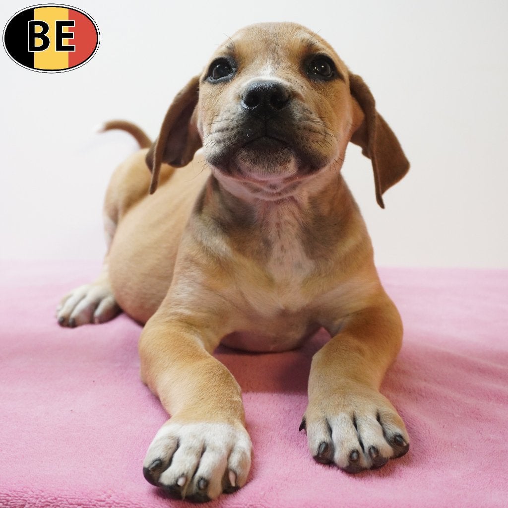 Boerboel, chiots robustes à vendre (belges), Commerçant, Maladie de Carré (chiens), Autres races, 8 à 15 semaines