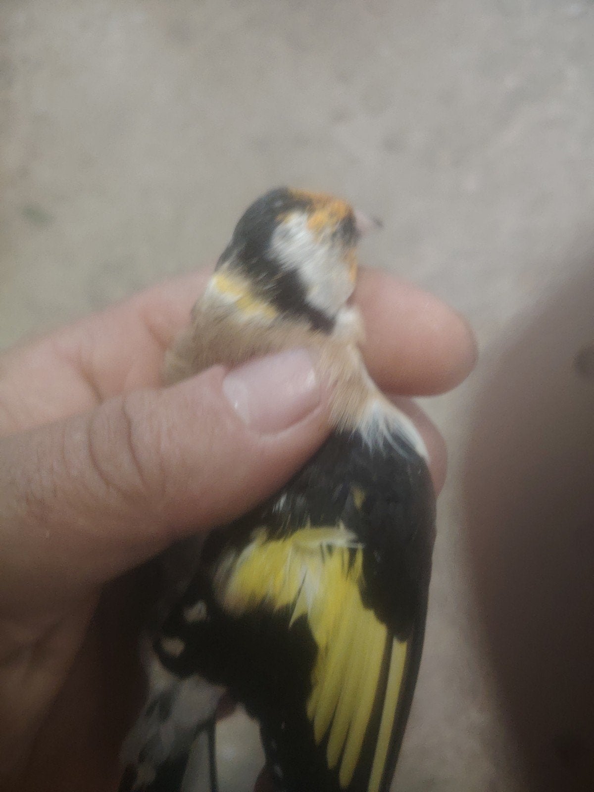 chardonneret, Dieren en Toebehoren