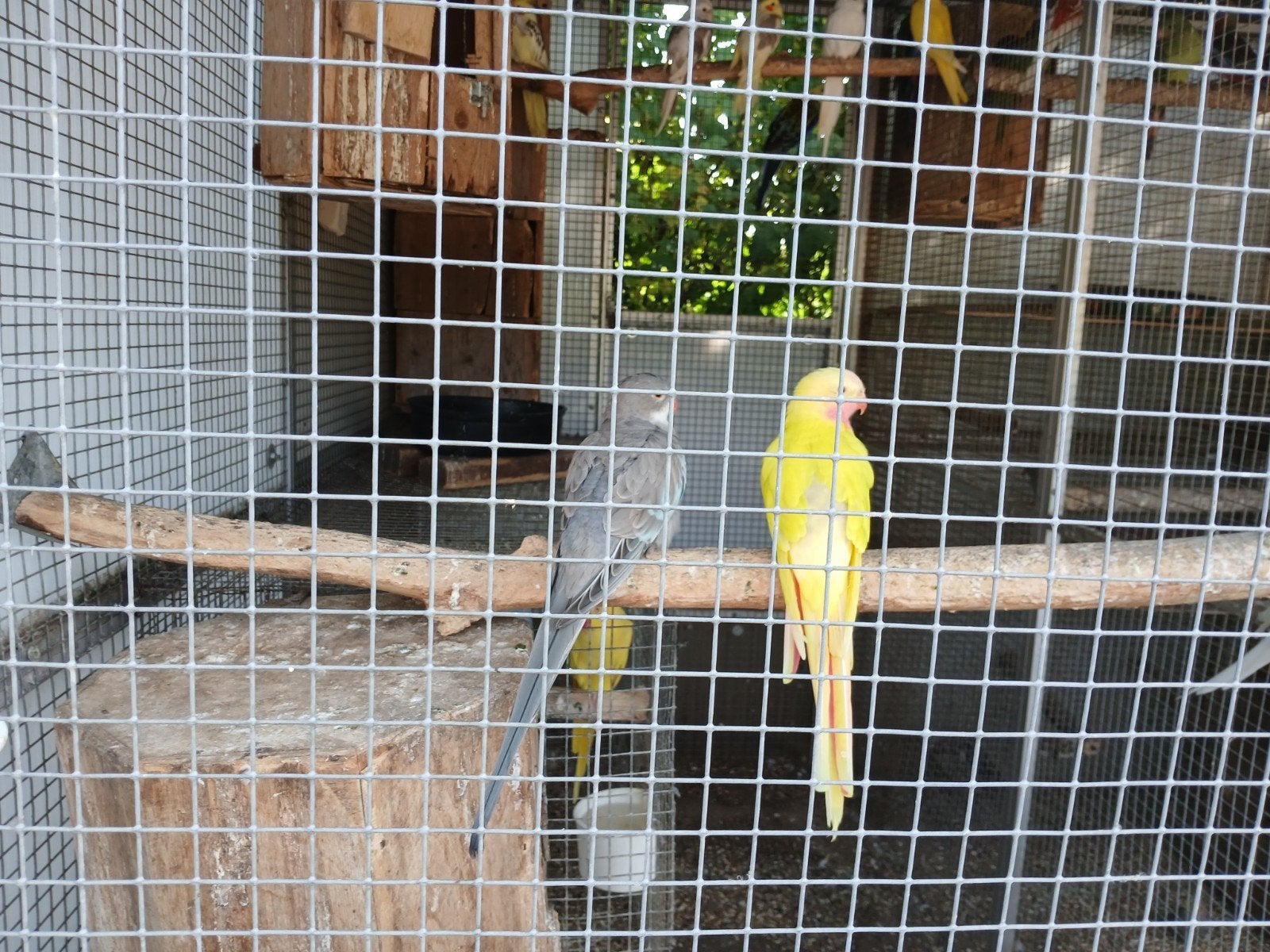 kweekkoppel princess of wales, Dieren en Toebehoren, Vogels | Parkieten en Papegaaien, Meerdere dieren, Parkiet, Geringd