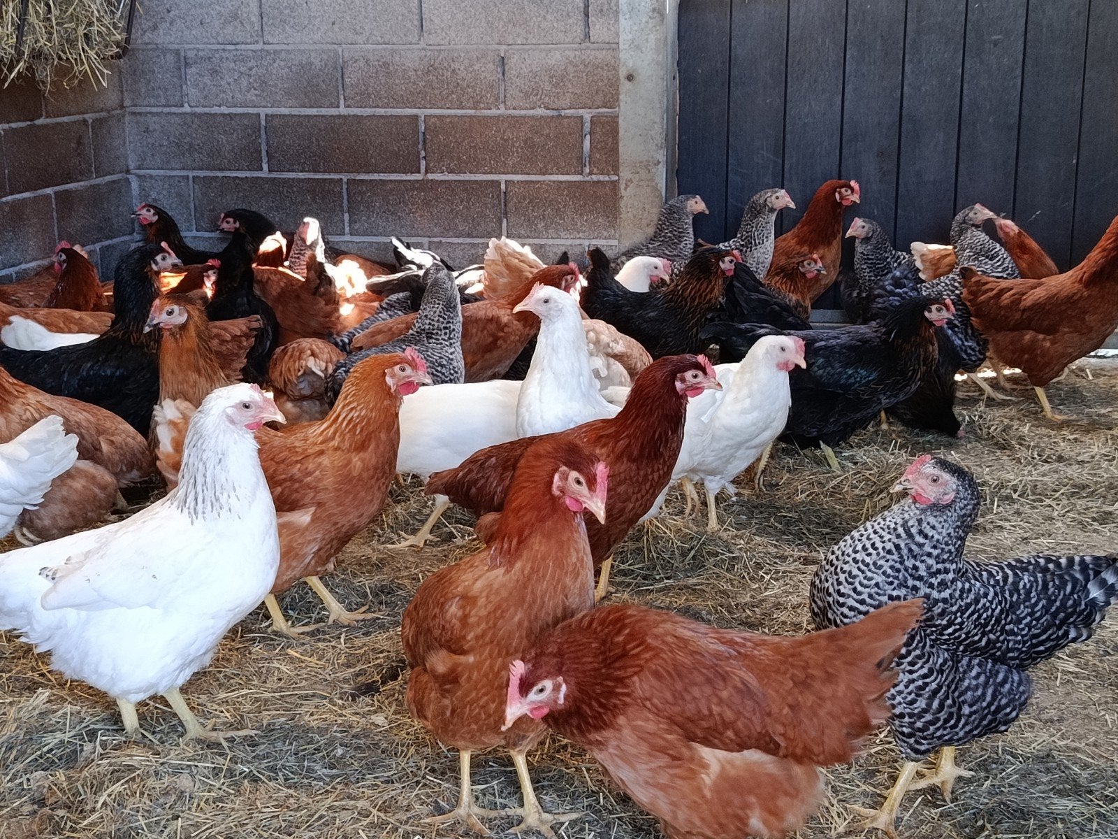 ruim assortiment aan jonge legkippen!!!, Kip