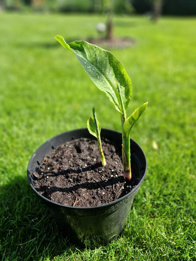 Canna Wolfsong, Tuin en Terras, Planten | Tuinplanten, Volle zon, Vaste plant, Zomer, Ophalen