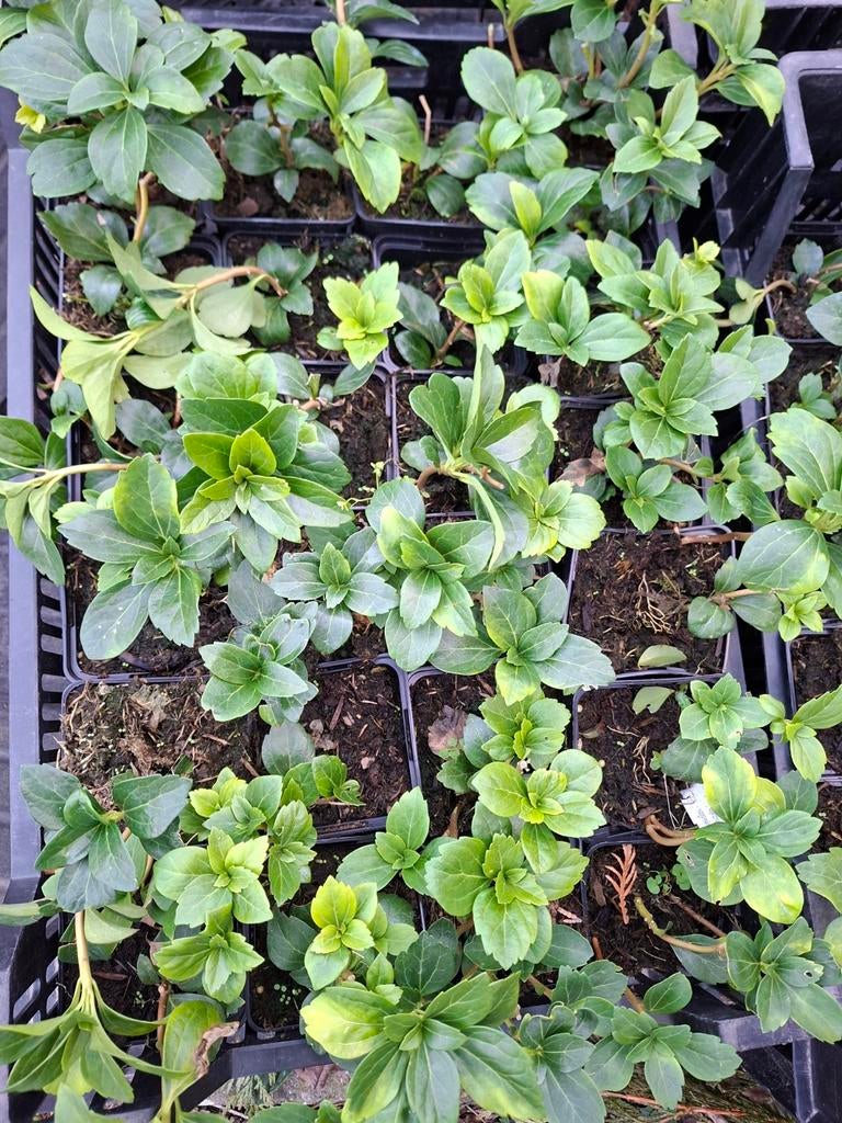 pachysandra bodembedekkers, Tuin en Terras, Planten | Tuinplanten, Ophalen, Bodembedekkers