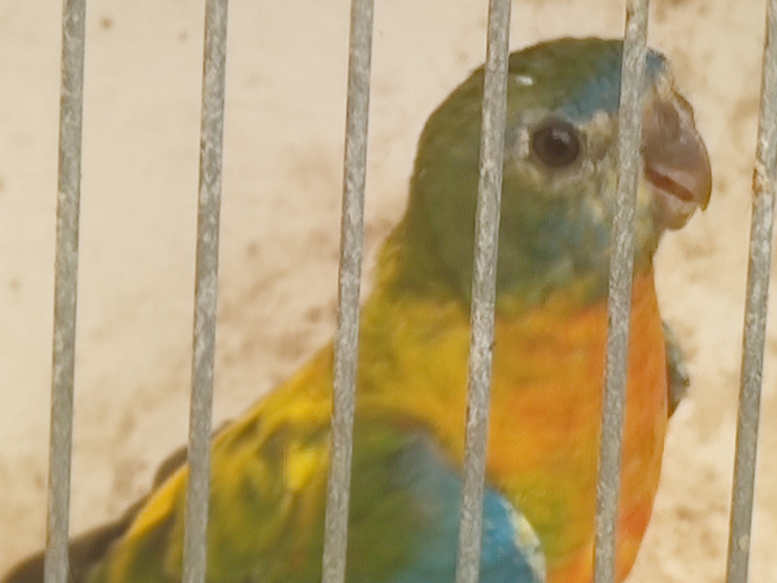 turquoisine parkiet, Dieren en Toebehoren, Vogels | Parkieten en Papegaaien, Parkiet