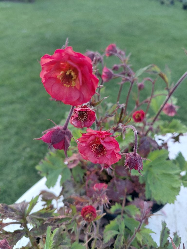 Geum Flames of Passion, Enlèvement, Mi-ombre