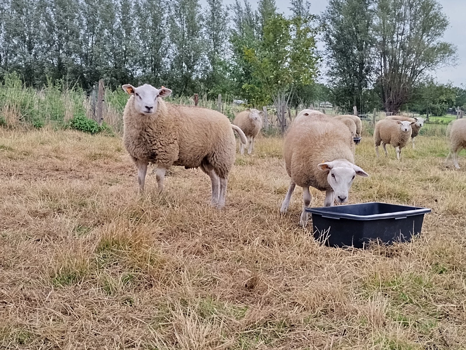 schapen te koop, Dieren en Toebehoren