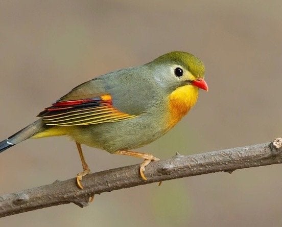 GEZOCHT: pop Japanse nachtegaal, Dieren en Toebehoren, Geringd