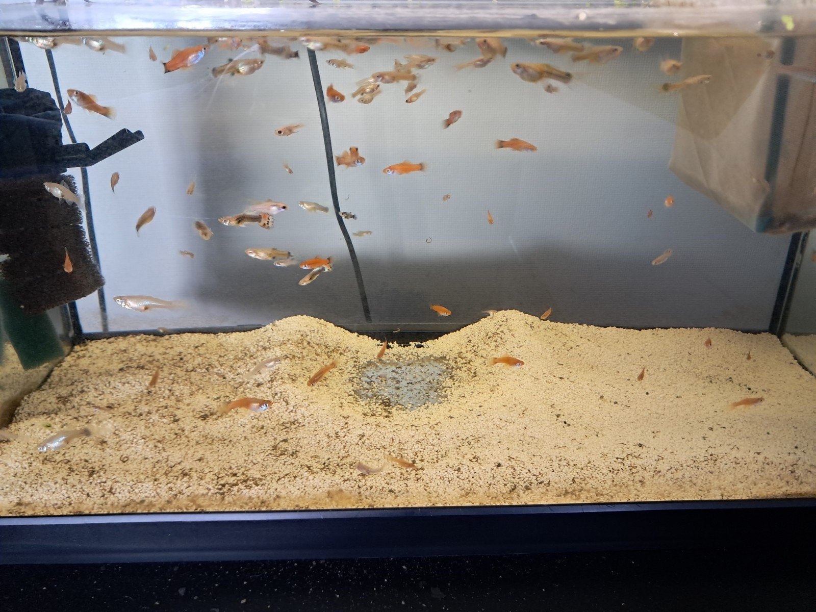Jong volwassen guppys, Dieren en Toebehoren, Vissen | Aquariumvissen