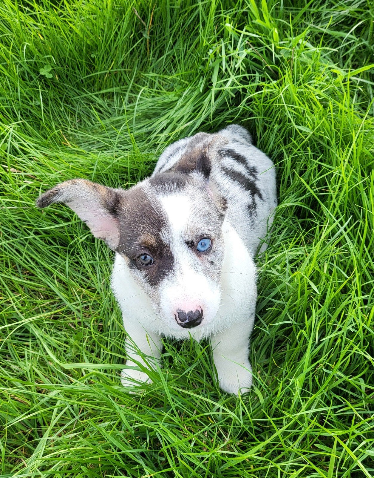 Welsh Corgi Cardigan pups / Corgi pups, Dieren en Toebehoren, België, Overige rassen, CDV (hondenziekte), 8 tot 15 weken
