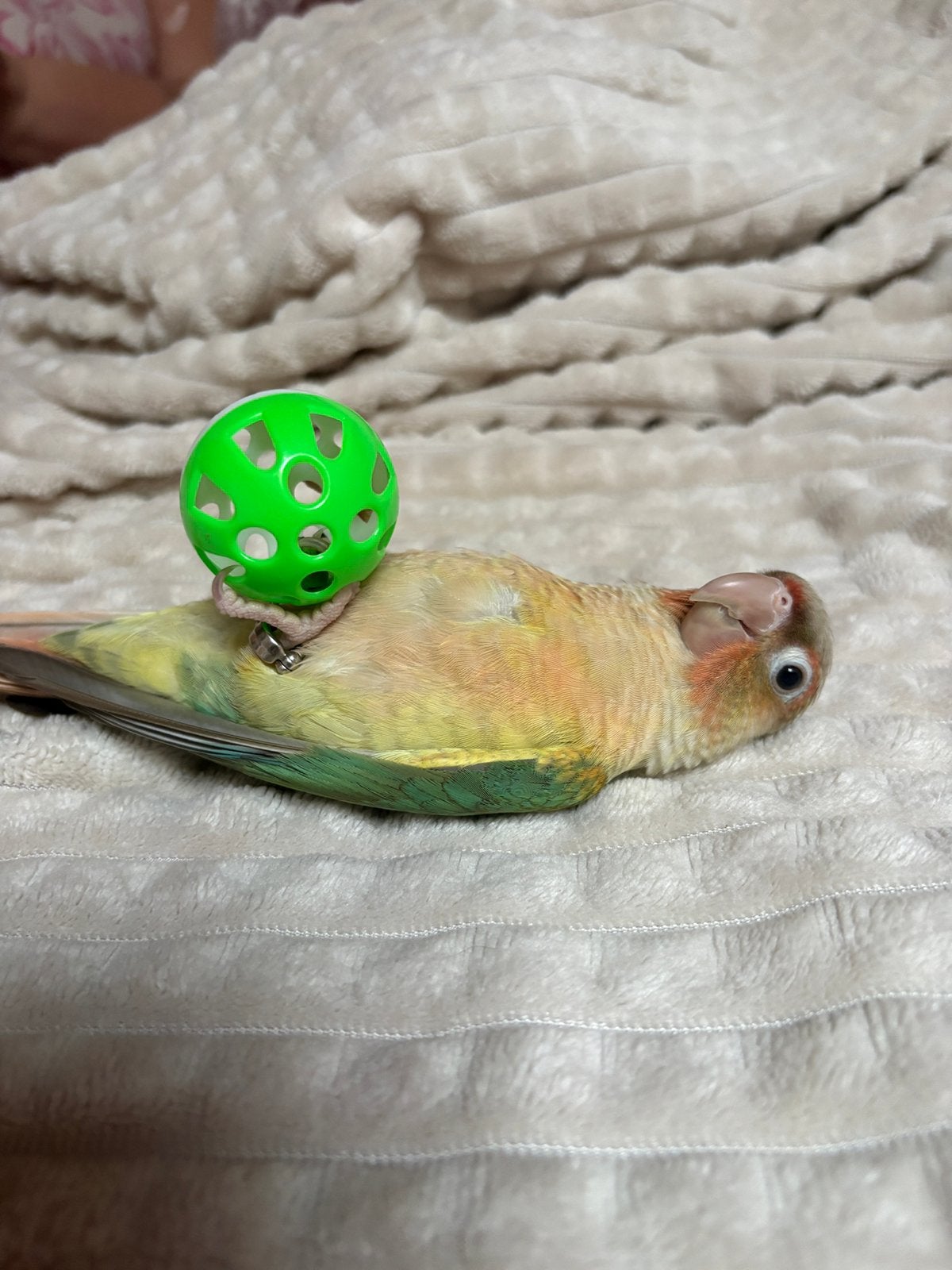 Conure molinae, Animaux & Accessoires