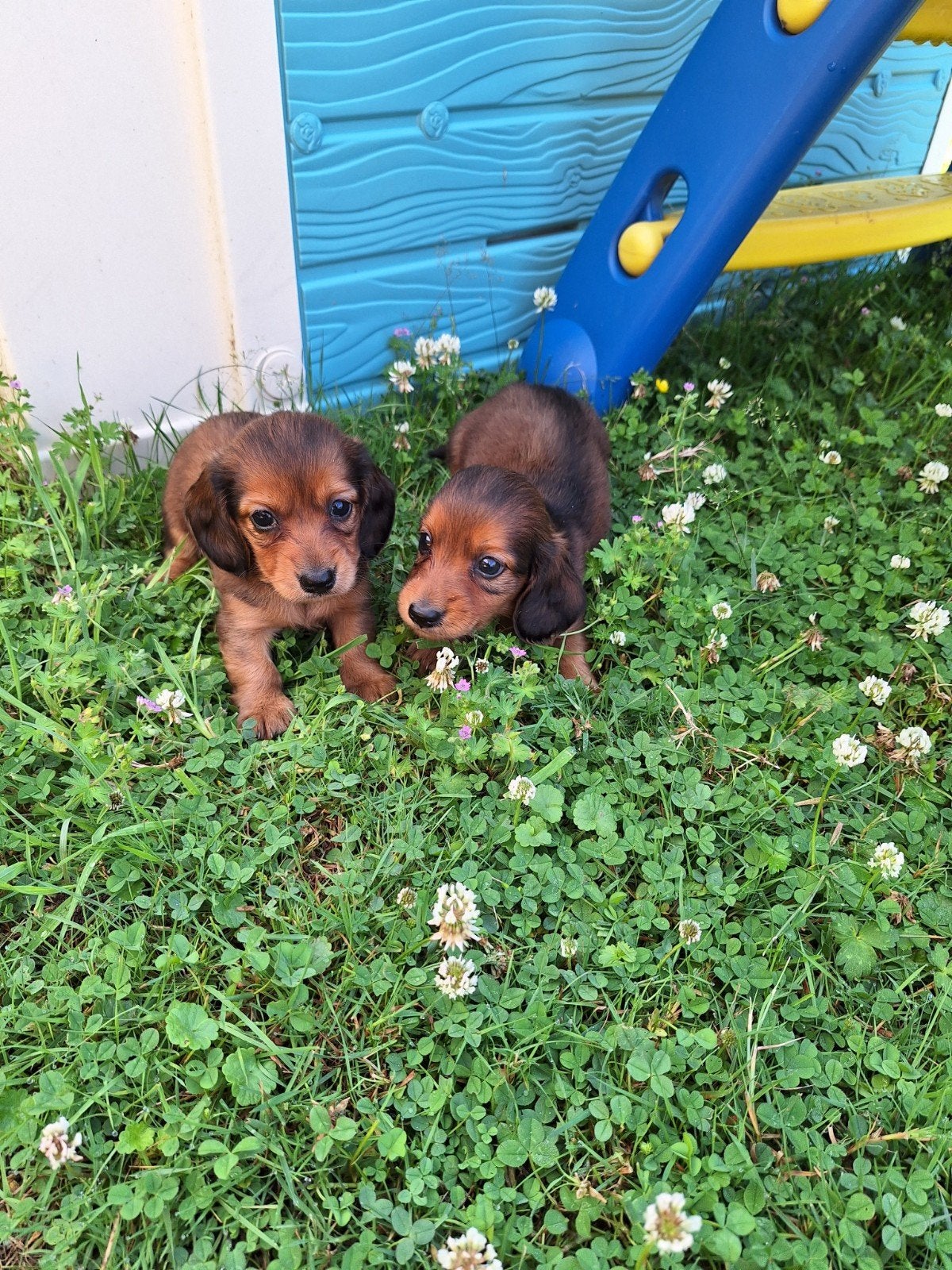 Langharige dwergteckel pups, Dieren en Toebehoren, Parvo, België, 8 tot 15 weken, Dwerg