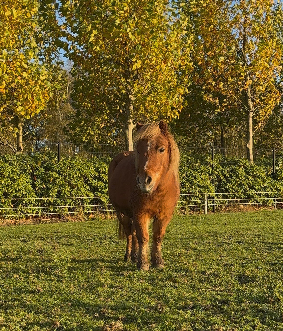 Shetlander merrie mini, Dieren en Toebehoren, Merrie
