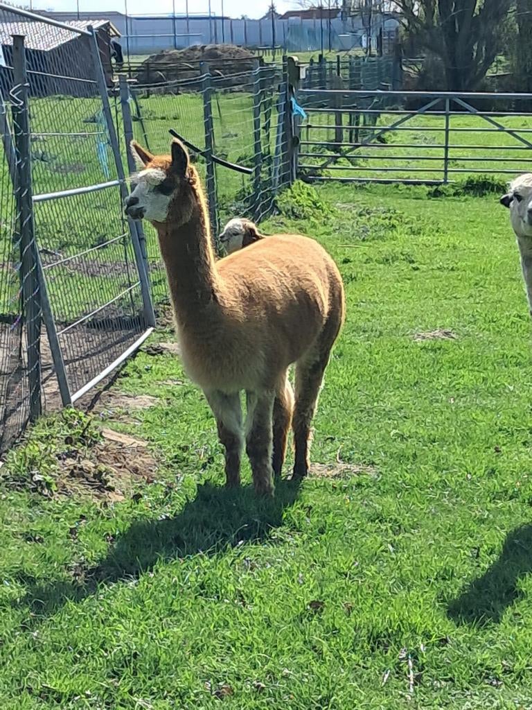 Alpaca merrie 4 jaar, Dieren en Toebehoren, Overige Dieren, September, Vrouwelijk
