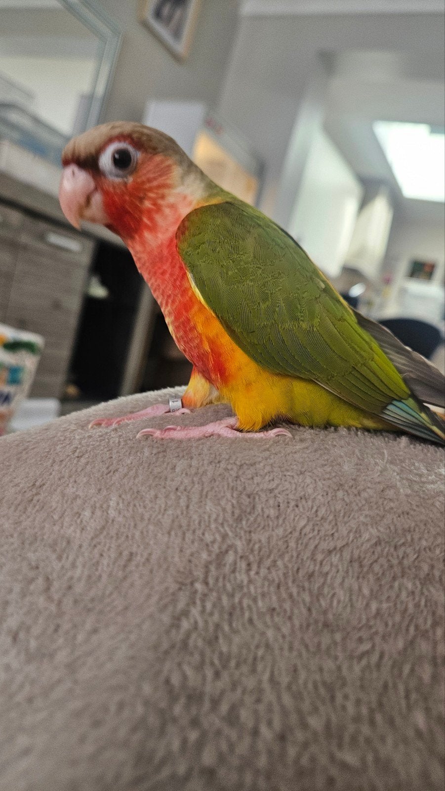 mooie vrouwelijke handtamme Pyrrhura pineapple zeer rood, Dieren en Toebehoren, Vogels | Parkieten en Papegaaien, Vrouwelijk