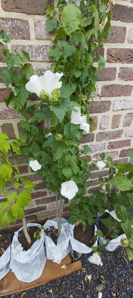 Hibiscus, Jardin & Terrasse, Enlèvement, Été, Plante fixe, Autres espèces