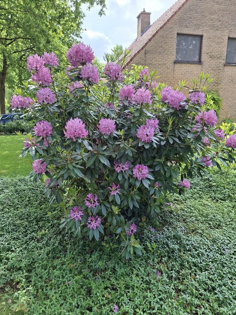 gratis rhododrendons, Tuin en Terras, Ophalen, Rhododendron, Struik, 100 tot 250 cm