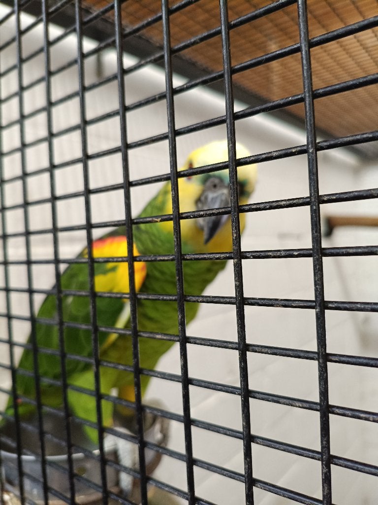 Geelschouder blauwvoorhoofd amazone, Plusieurs animaux, Perroquet, Bagué