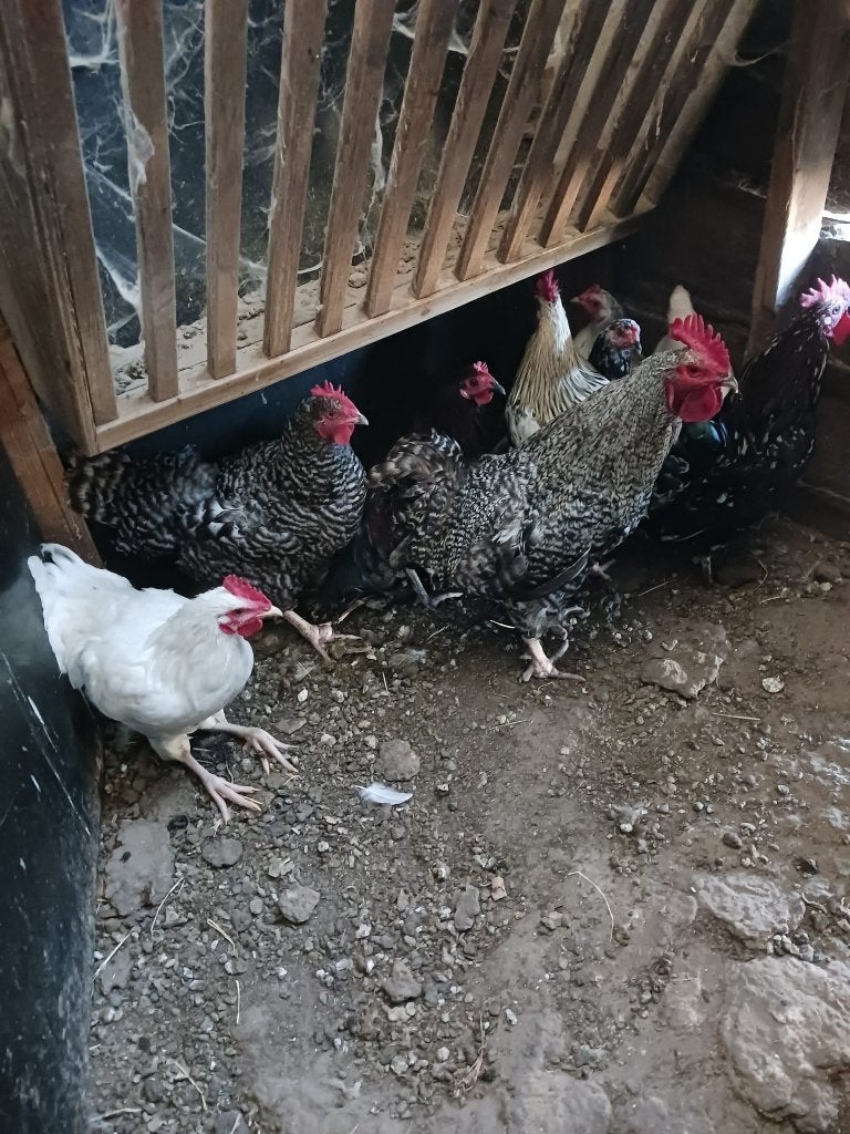 kippen allerhande te koop, Dieren en Toebehoren, Januari, Meerdere dieren