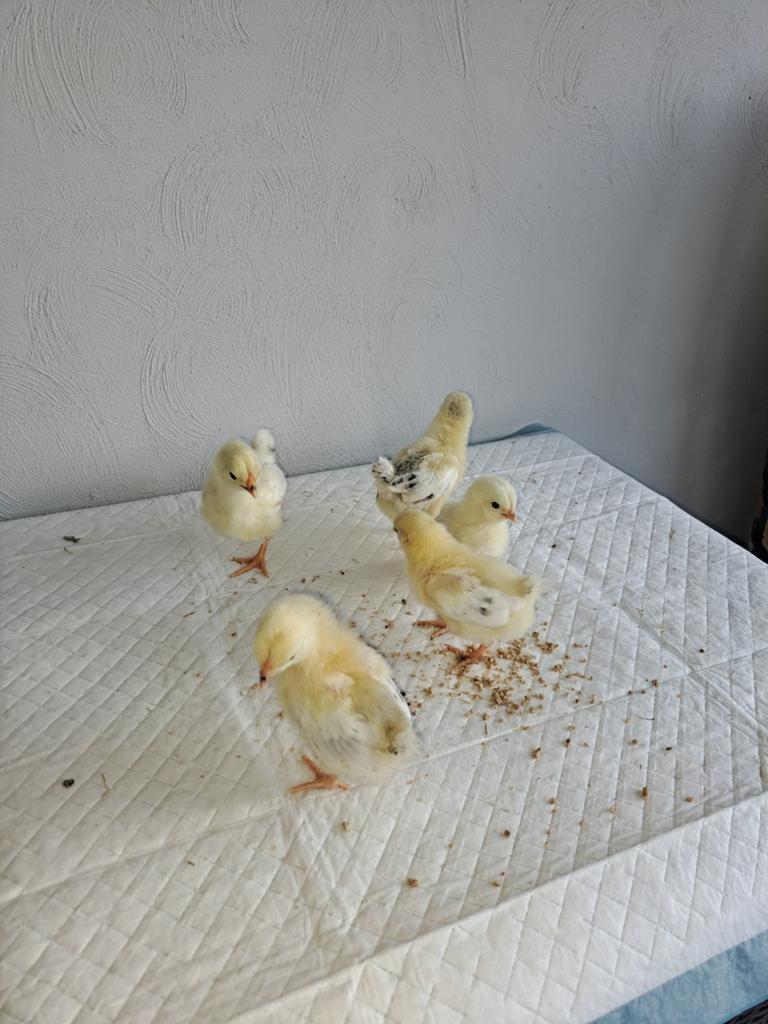 Kuikens: Bonte leghorn, Wyandotte kriel, Araucana, Dieren en Toebehoren, Pluimvee