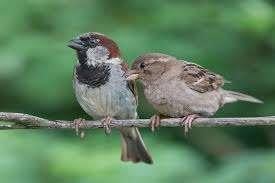 MOINEAU DOMESTIQUE ET ANNULAIRE, Plusieurs animaux, Oiseau chanteur sauvage, Domestique