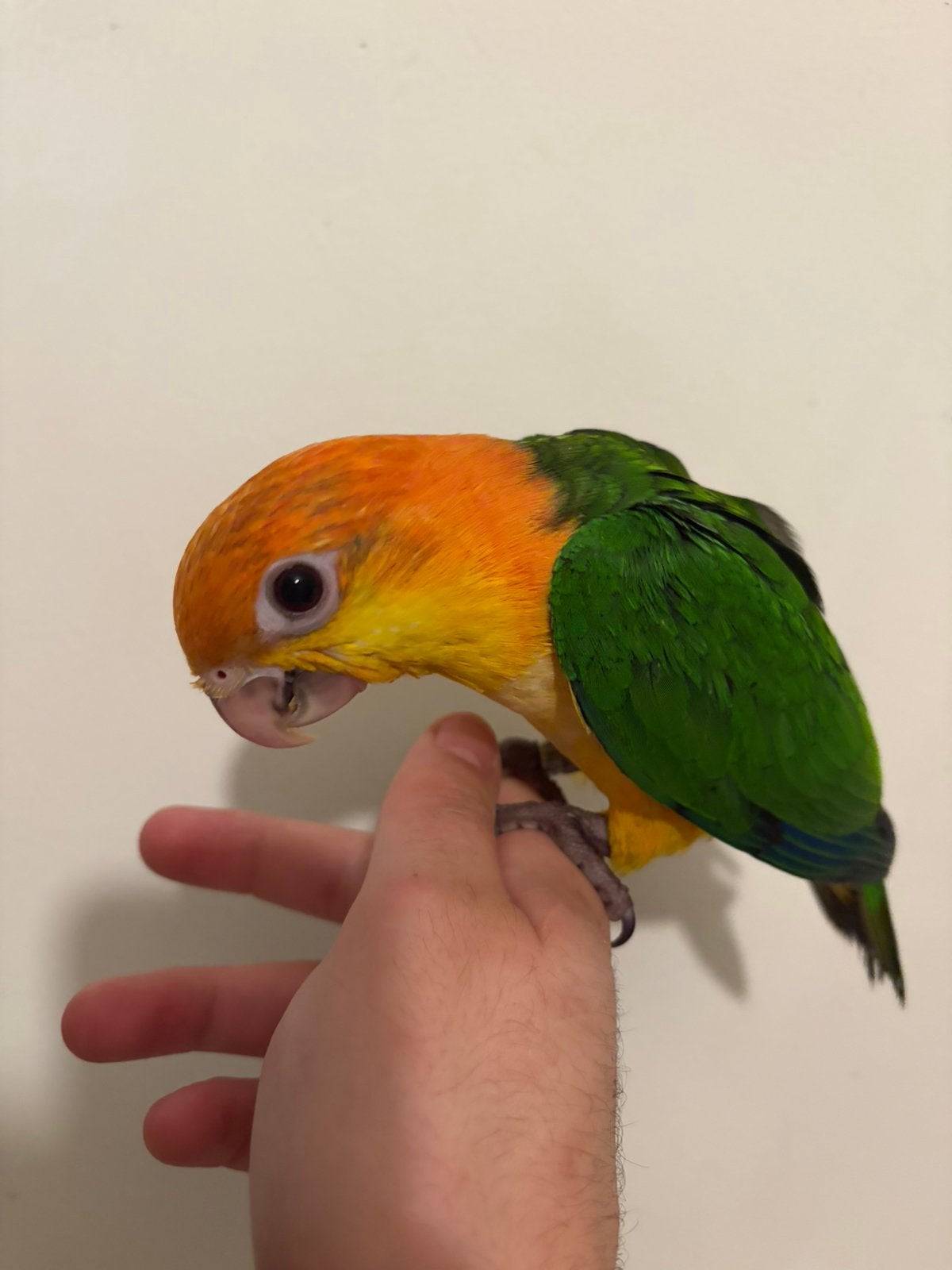 Supertam roestkop caique 2026, Dieren en Toebehoren, Papegaai, Tam