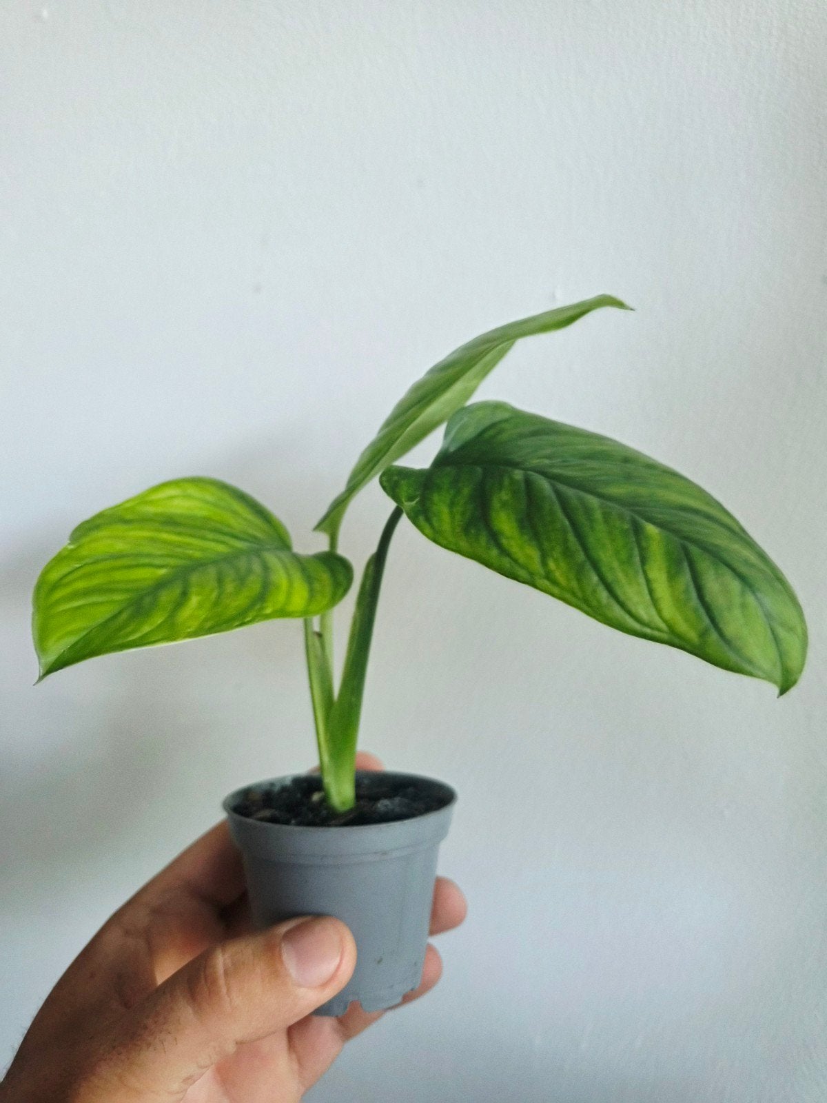 Monstera Mayuna variagata, Huis en Inrichting, Overige soorten, In pot, Minder dan 100 cm, Groene kamerplant