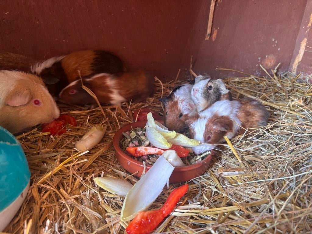 Super schattige cavias, Domestique, Avril, Plusieurs animaux, Cobaye
