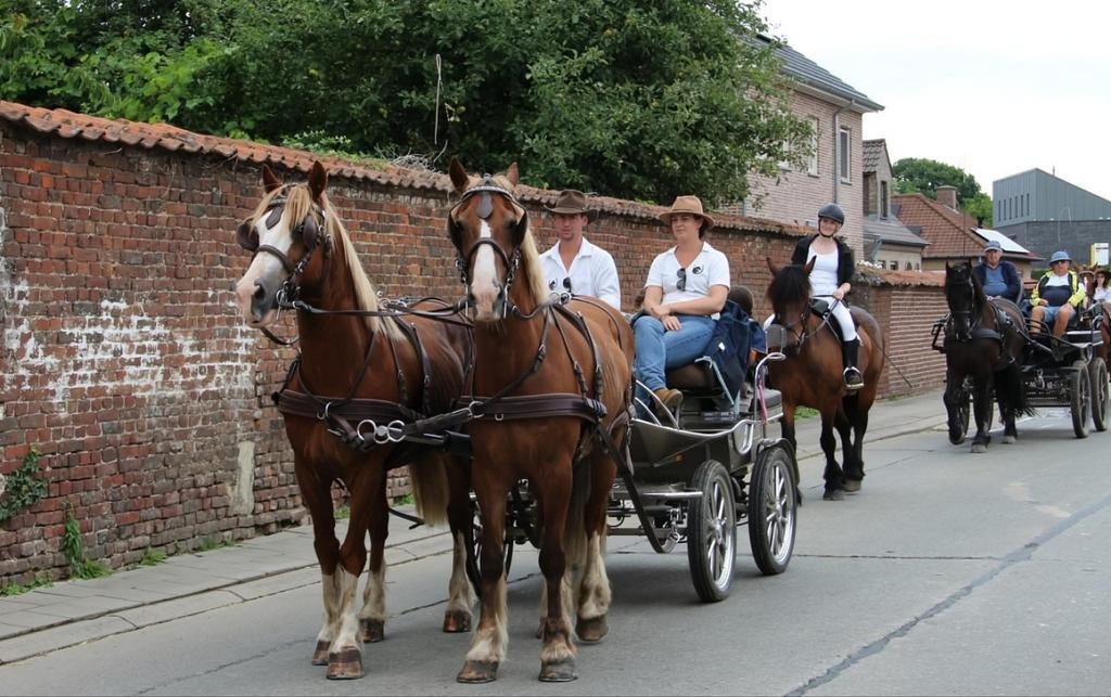 2-span te koop, Dieren en Toebehoren, Minder dan 160 cm, Ruin, M, Gechipt