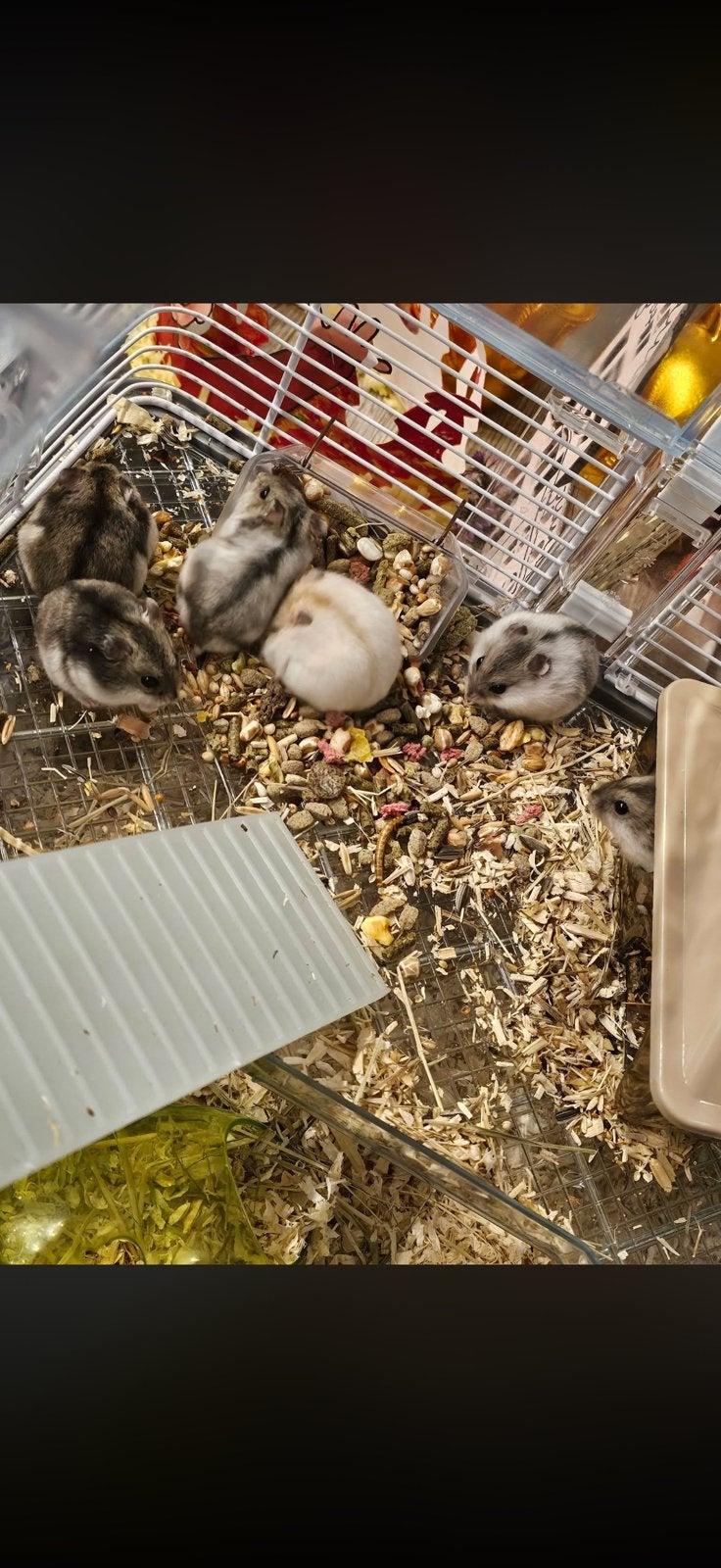 Dwerghamsters, Dieren en Toebehoren, Hamster, Juni, Meerdere dieren, Tam