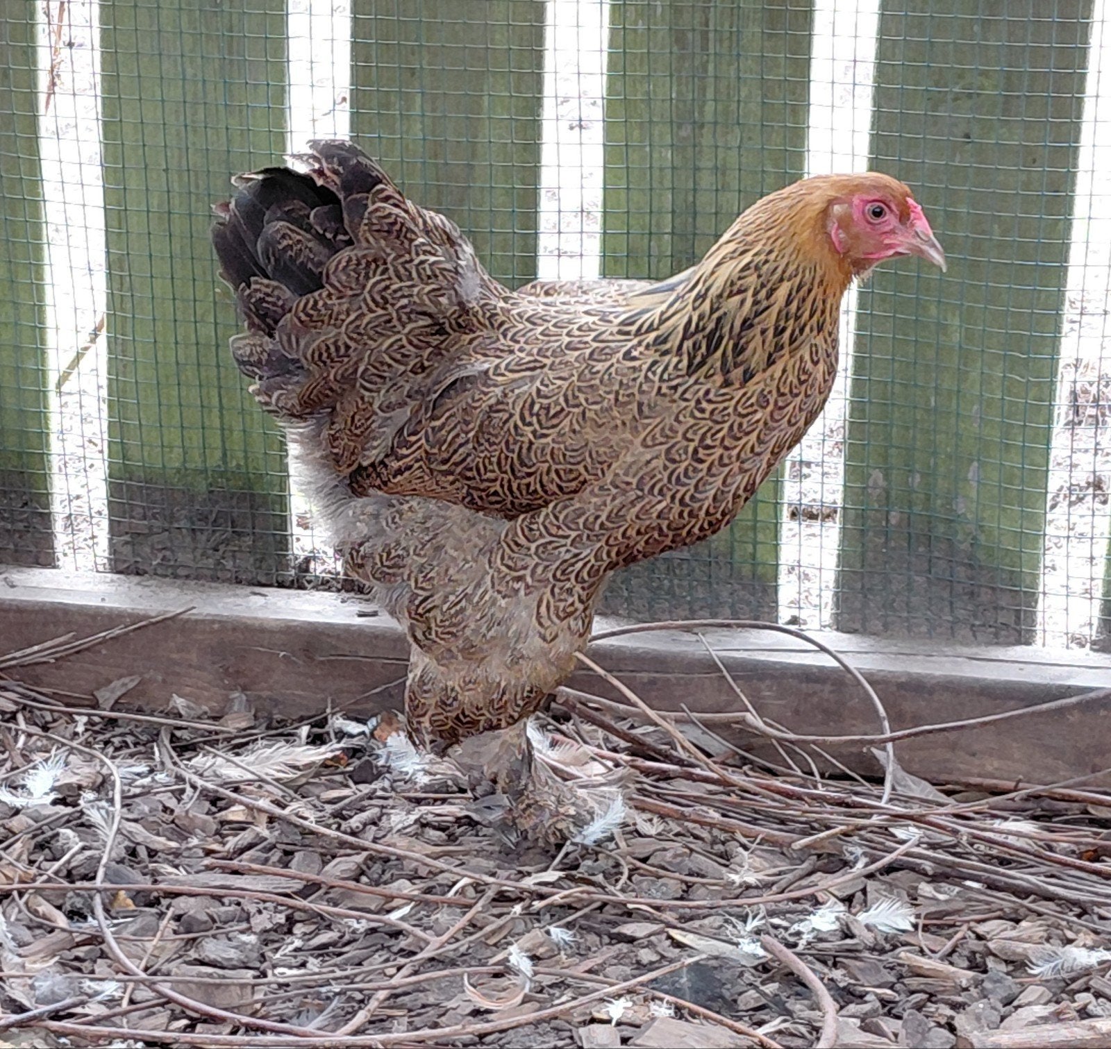 brahma kriel, Dieren en Toebehoren, Pluimvee
