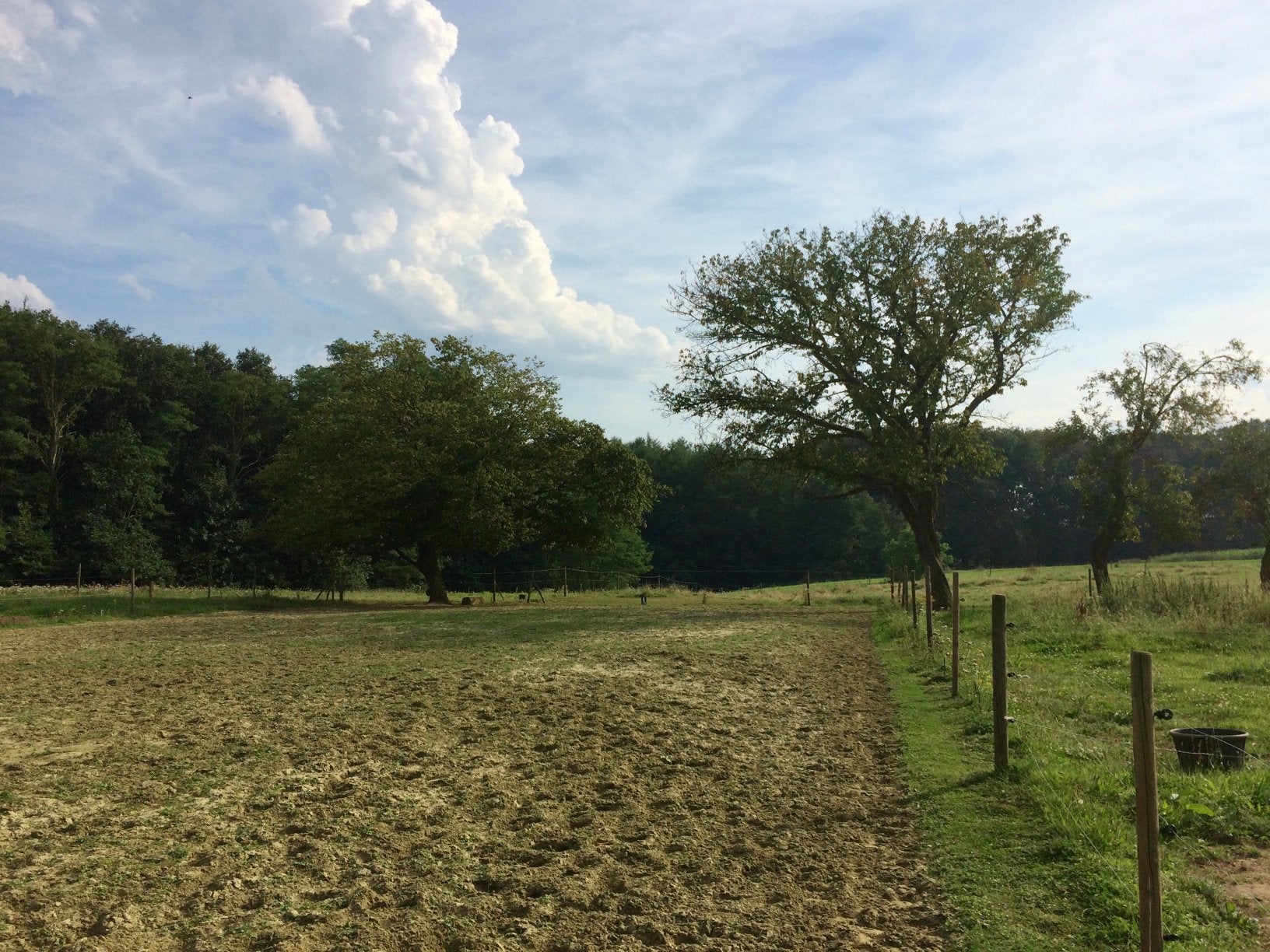 Pâturage pour chevaux avec abri et cabanon à louer, Animaux & Accessoires, 2 ou 3 chevaux ou poneys