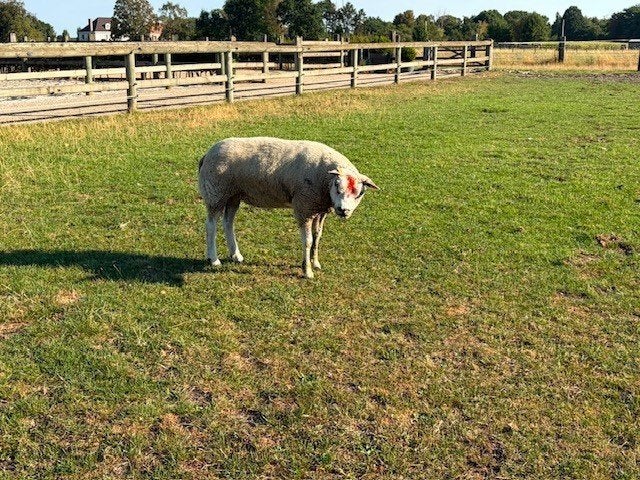 vrouwelijk schaap, Femelle, Mouton