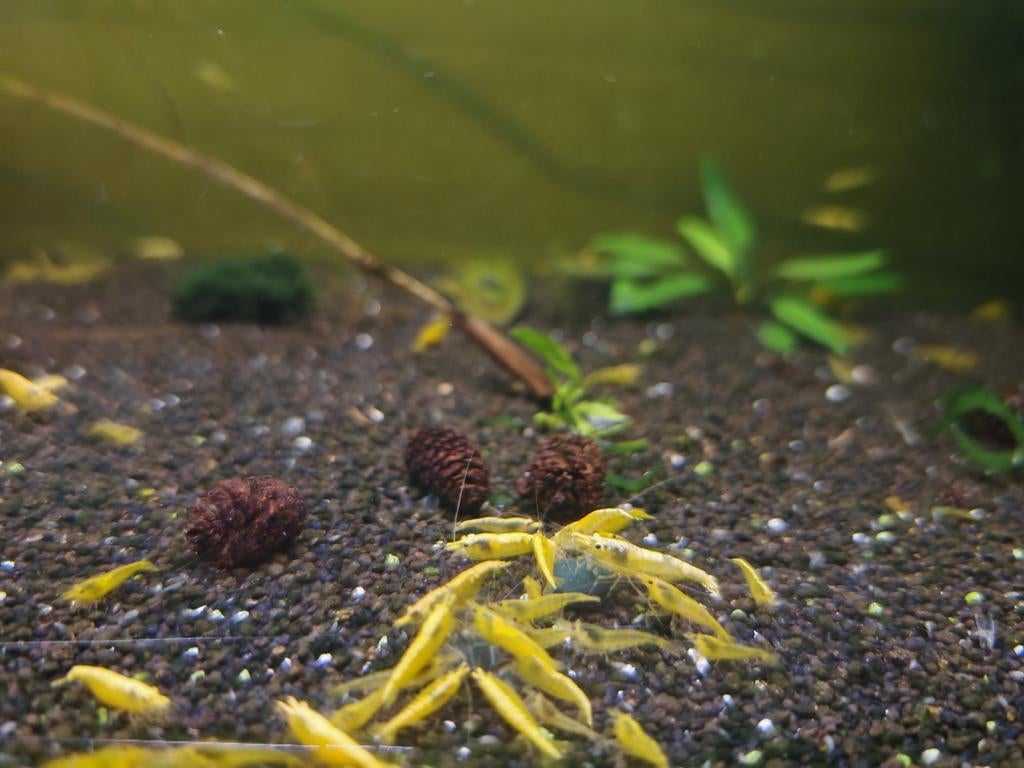 Neocaridina yellow
