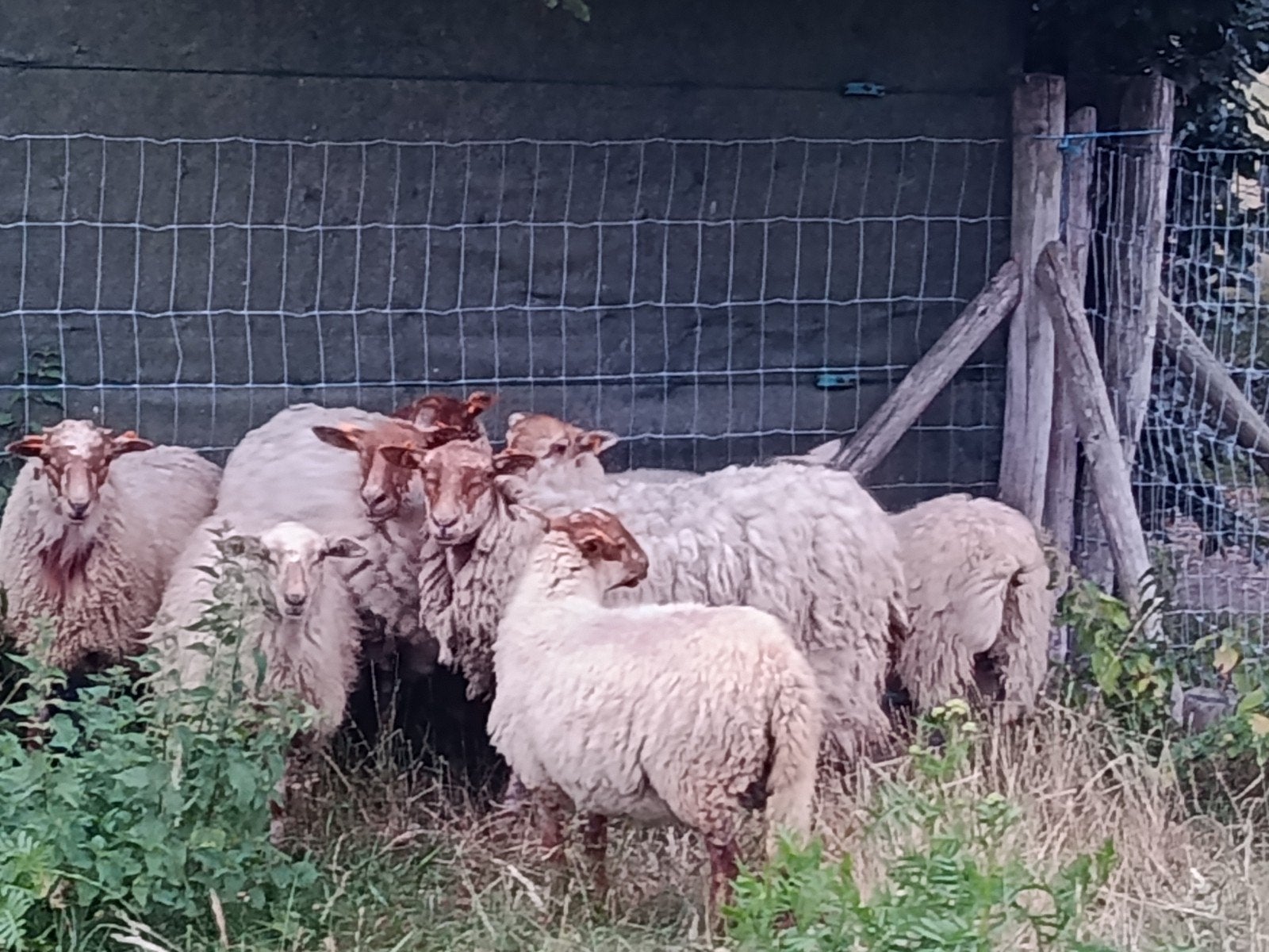 houtlander schapen, Dieren en Toebehoren, Schapen, Geiten en Varkens