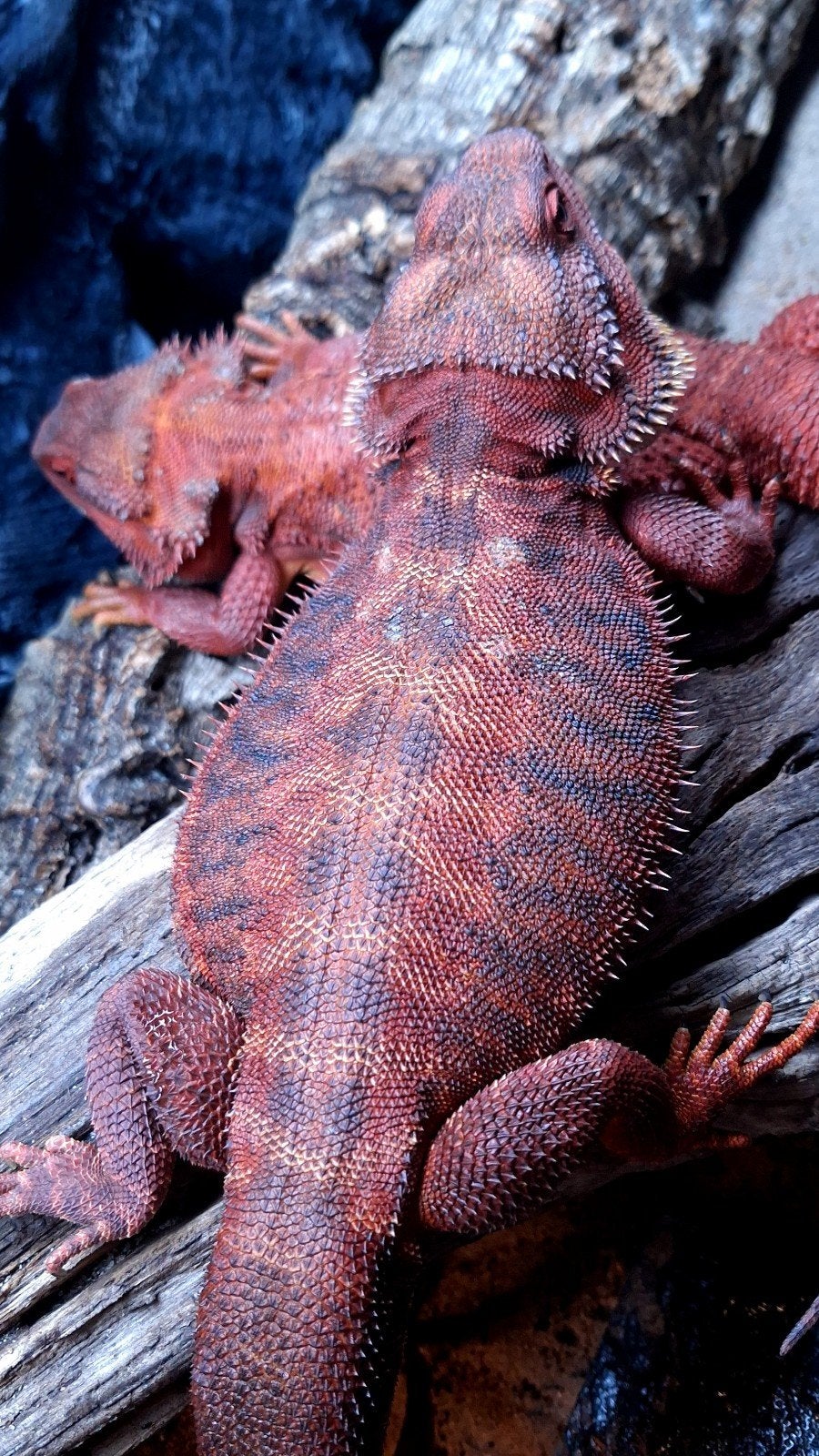 100% Red Monster Leatherback Baardagaam Man, Hagedis, Tam, 0 tot 2 jaar