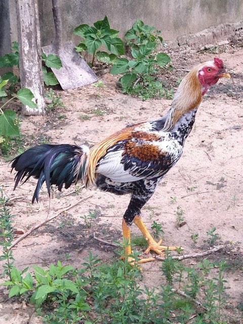Prachtige shamo haan, Mâle, Poule ou poulet