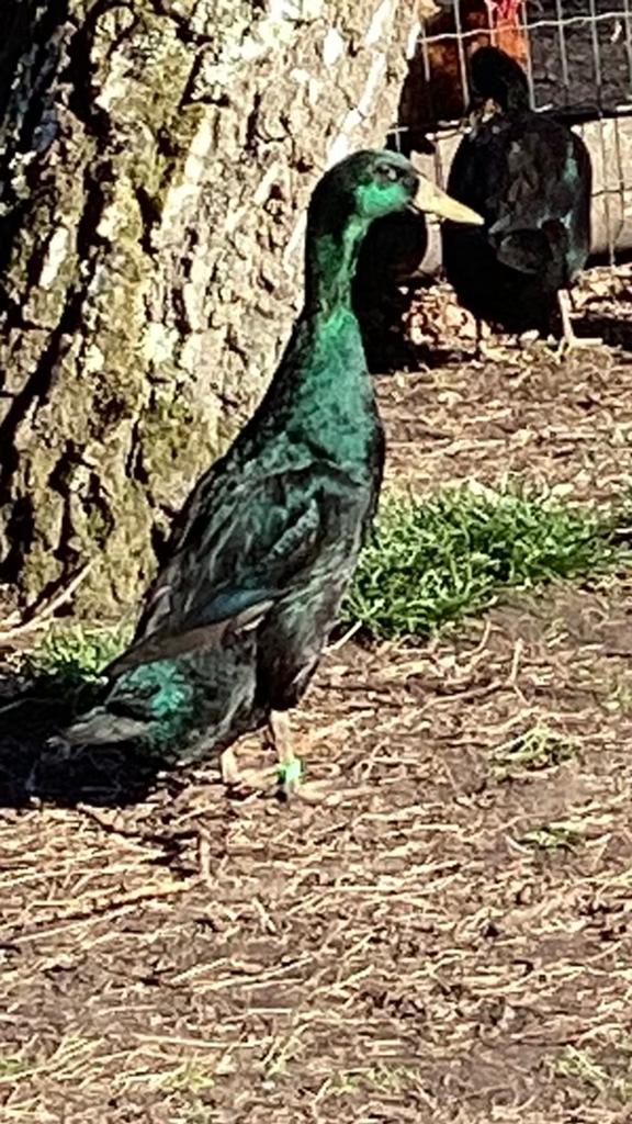 Coureurs, Plusieurs animaux, Canard