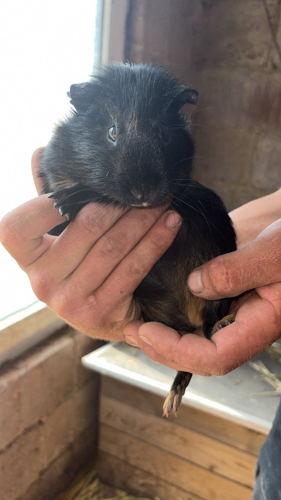 Cavia vrouwelijk, Animaux & Accessoires, Rongeurs, Domestique, Mai, Cobaye, Femelle