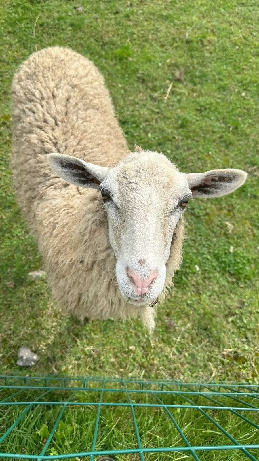 Sheep Shawn, Animaux & Accessoires, Mouton